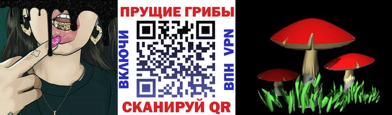 где купить наркоту  Динская  Псилоцибиновые грибы Psilocybe 